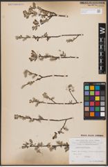 Foto von Salix aurita L.